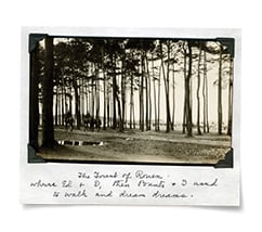 Polaroid of forest