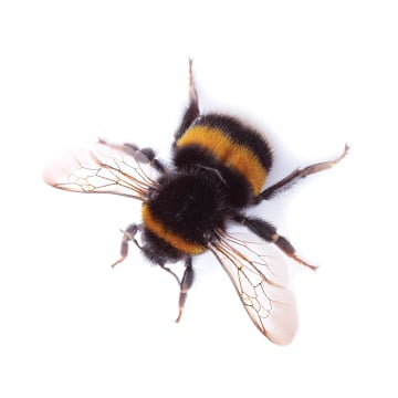 A bumble bee